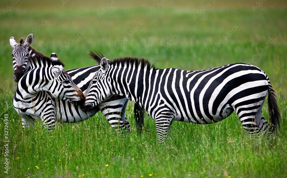 Zebras in the Serengeti National Park, Tanzania Zebras in the Serengeti National Park, Tanzania