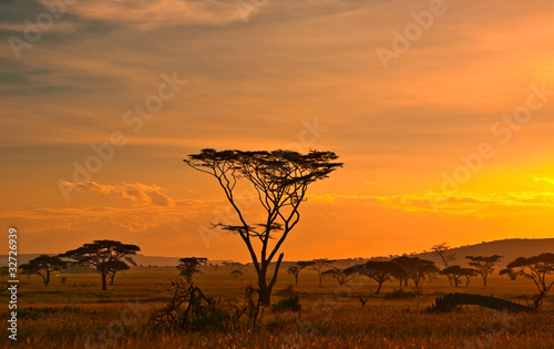 African sunset in the Serengeti National Park, Tanzania #32726939