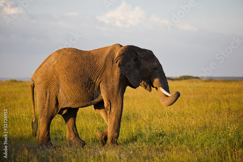 African elephant in the Serengeti National Park  Tanzania