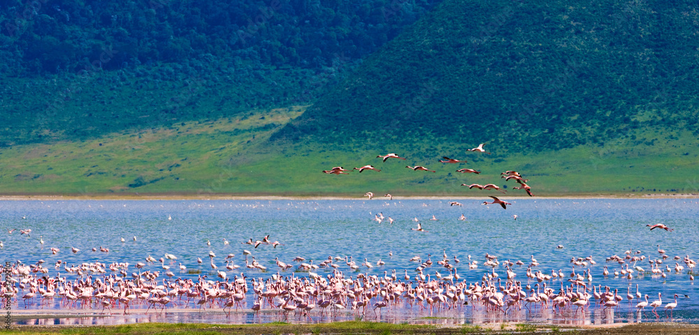 Fototapeta premium Flamingo colony in the Ngorongoro Crater, Tanzania