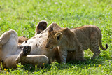 Lion cub in the Ngorongoro Crater, Tanzania
