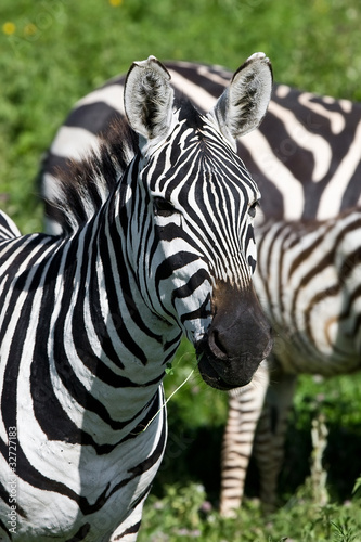 Zebra in the Ngorongoro Crater  Tanzania