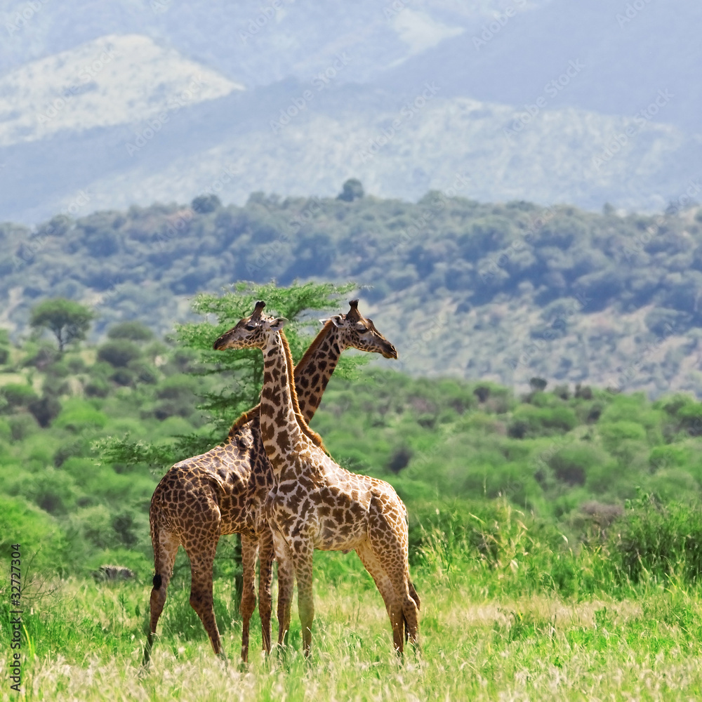 Naklejka premium Żyrafy w Parku Narodowym Tarangire, Tanzania