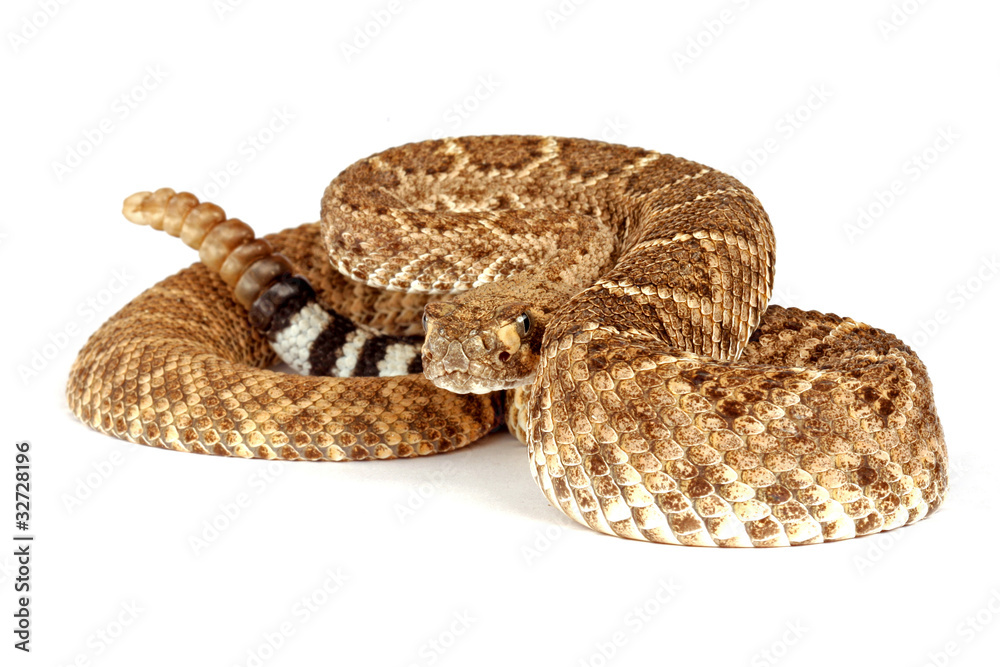 Obraz premium Portrait of a Rattlesnake.