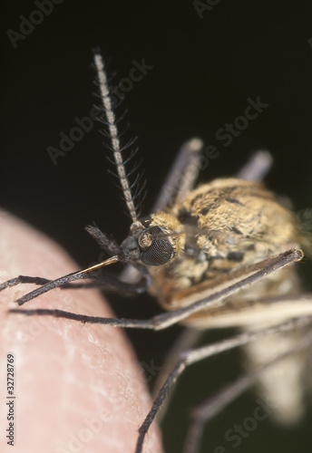 Mosquito sucking blood, extreme close-up with high magnification