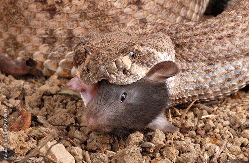Western Diamondback Rattlesnake feeding on a dead rat.