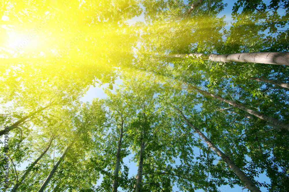 Fototapeta premium Sun over foliage