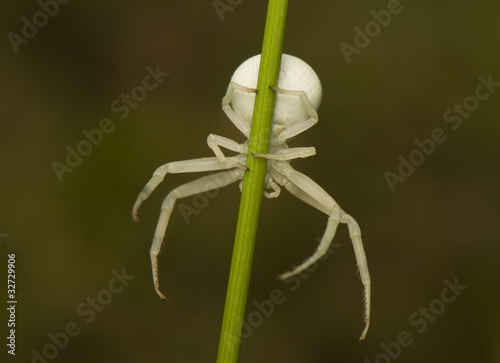 Misumena vatia