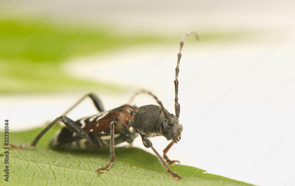 Fototapeta premium Anaglyptus mysticus