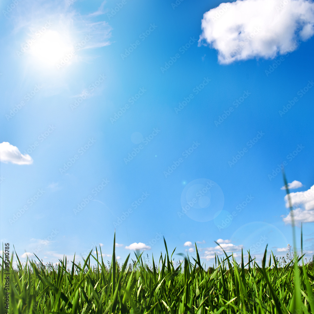 Fototapeta premium Sommerwiese