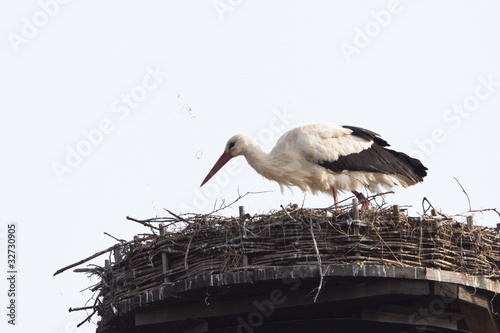 Storch im Nest photo