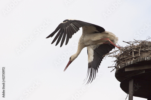 Storch im Abflug vom Nest photo