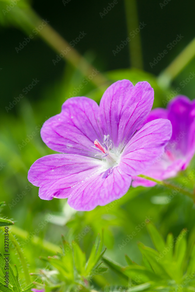 Fototapeta premium flower of sanguineum