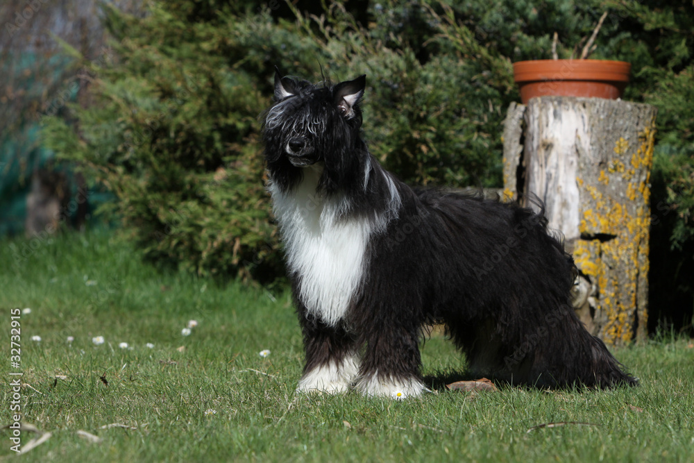 Obraz premium chinese crested dog - variété avec poil