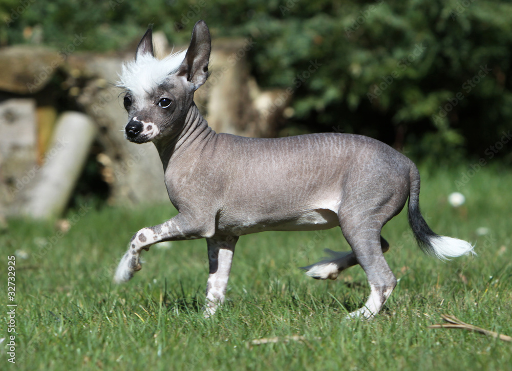 chinese crested dog de profil