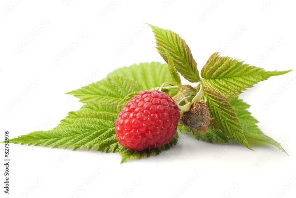 custom made wallpaper toronto digitalRaspberries