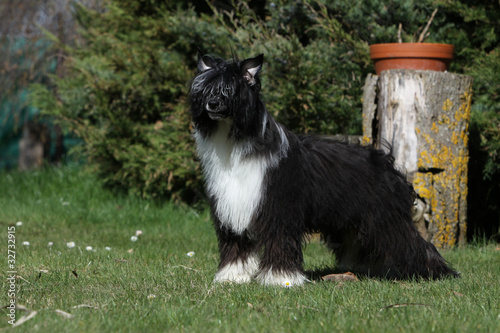 Bild auf Leinwand chinese crested dog - variété avec poil