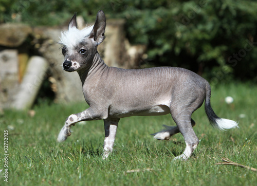 Obraz na płótnie chinese crested dog de profil w salonie