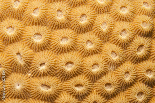 coral texture
