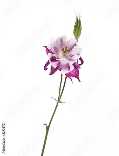 Purple and white Columbine flower on white background