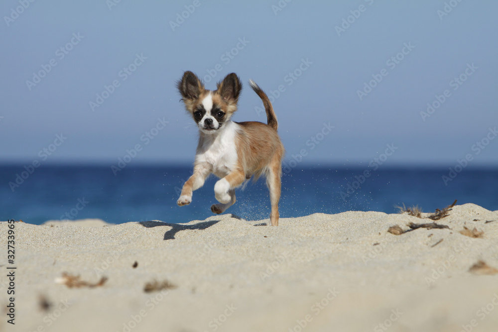 chihuahua joyeux bondissant sur la plage chihuahua joyeux bondissant sur la plage