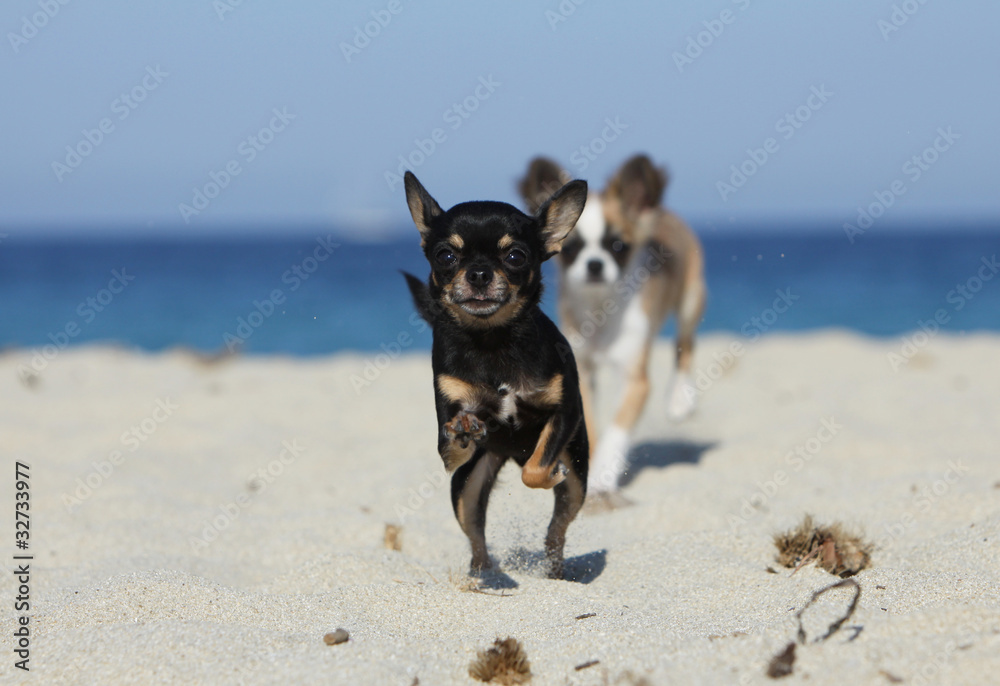 deux chihuahuas se poursuivant sur la plage - obrazy, fototapety, plakaty 
