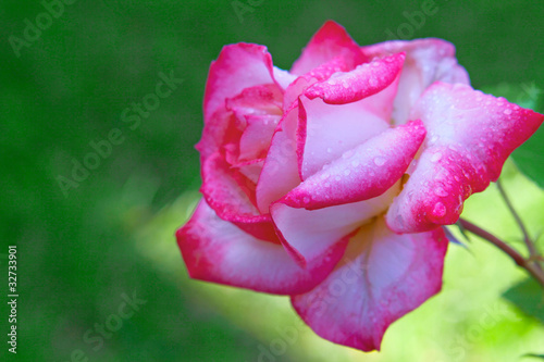 Rose Harlekin