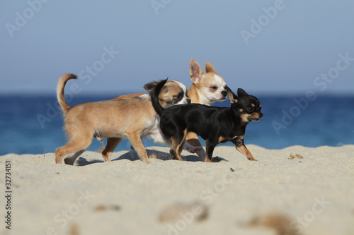 trois chiens avançant ensemble sur la plage