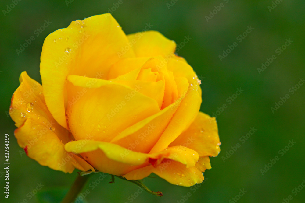 Gelbe Rose Gelbe Rose