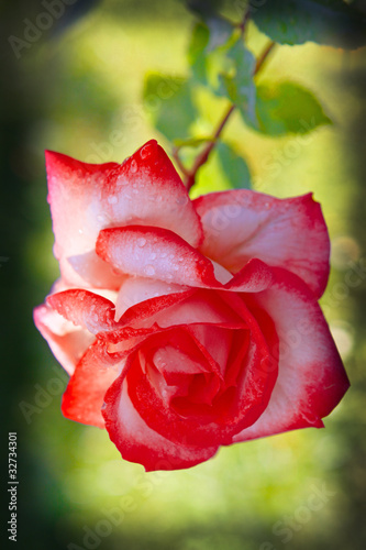 Rose Harlekin photo