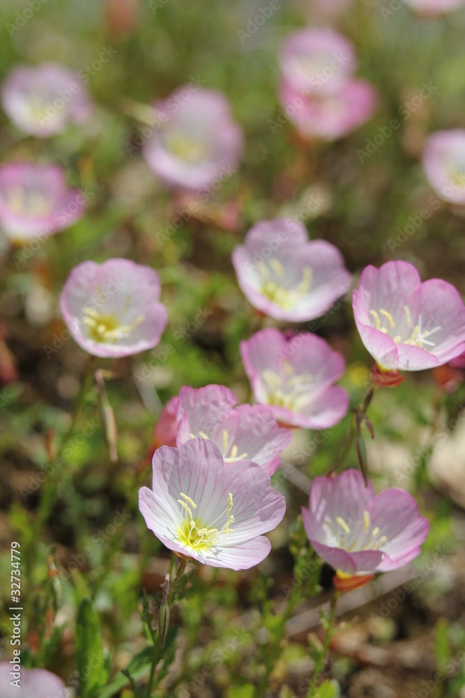 Obraz premium 桃色昼咲月見草