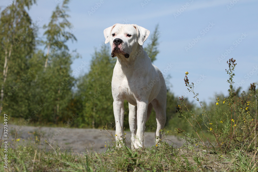 dogue argentin curieux