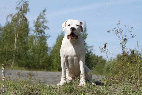 jeune dogue argentin assis