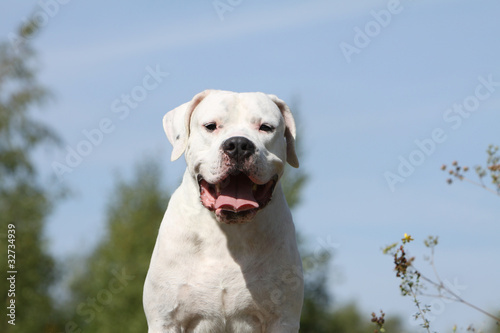 white dog - chien blanc -