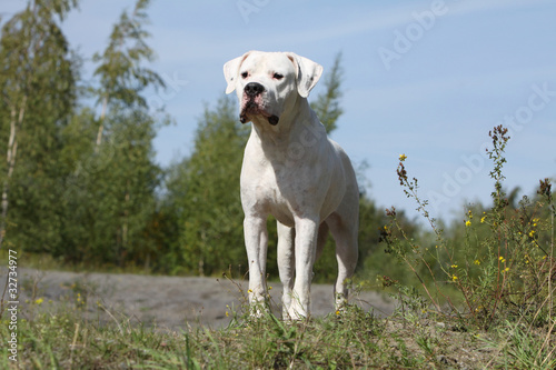 Obraz na płótnie dogue argentin curieux w salonie