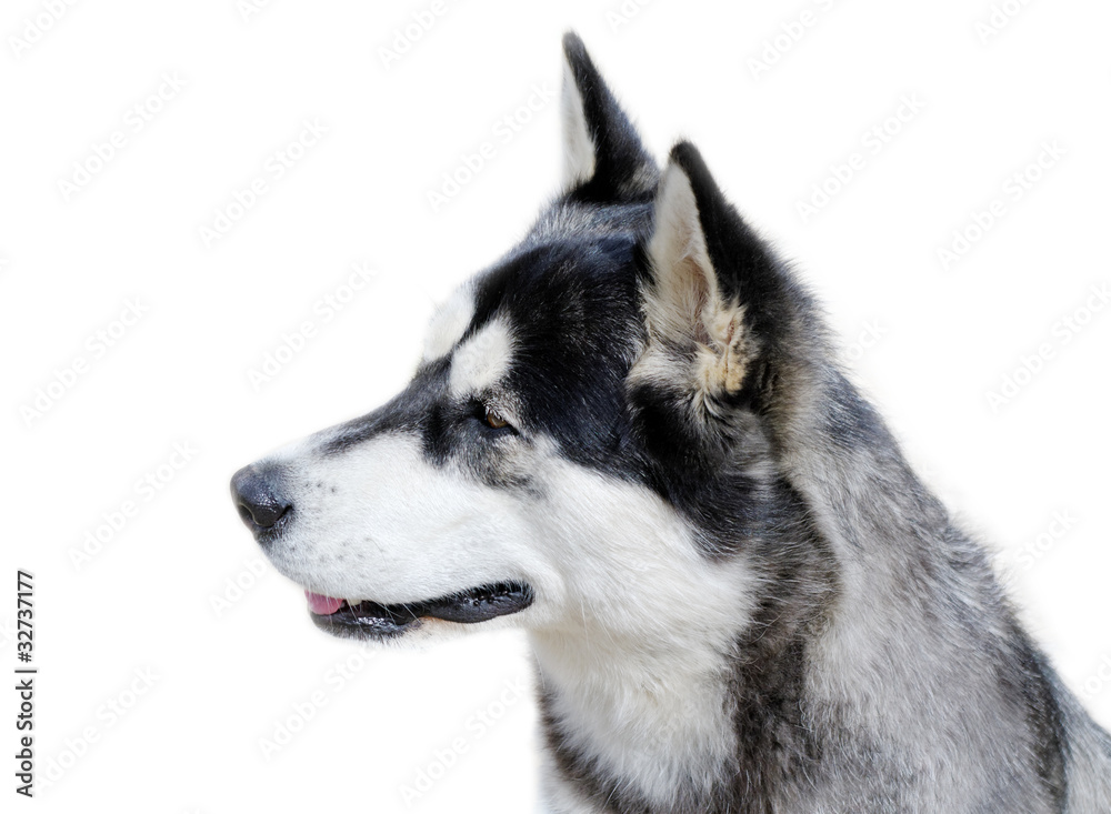 Young dog. Young dog.