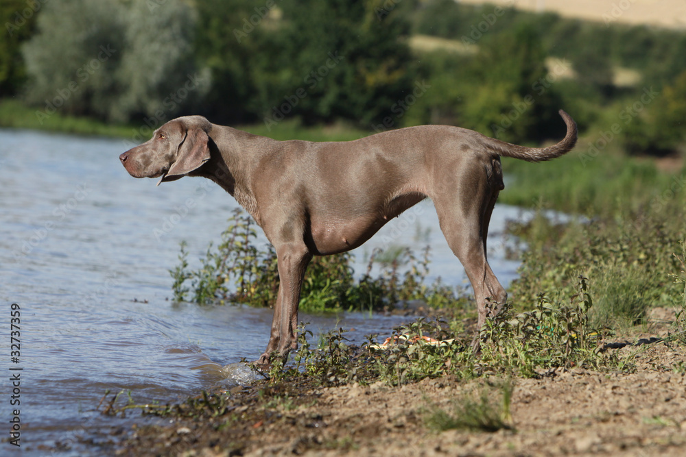 Braque de Weimar,weimaraner,braco de weimar Braque de Weimar,weimaraner,braco de weimar