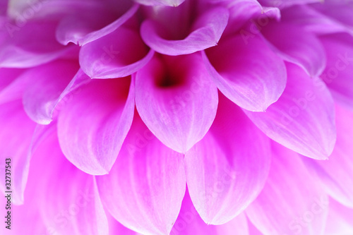 Closeup of pink flower with soft focus floral background