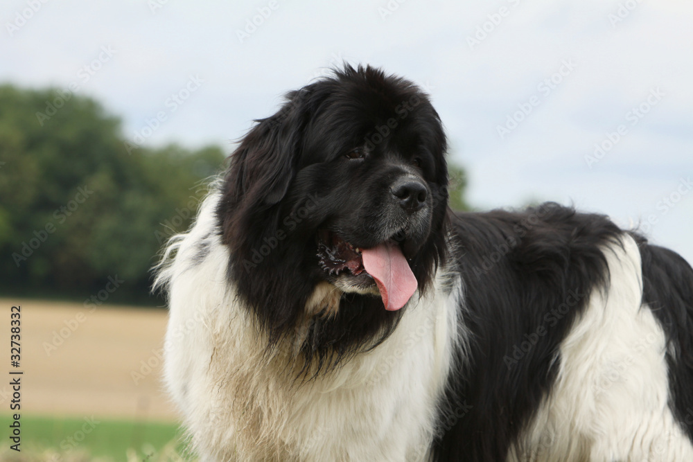 Fototapeta premium portrait du Terre neuve nois et blanc