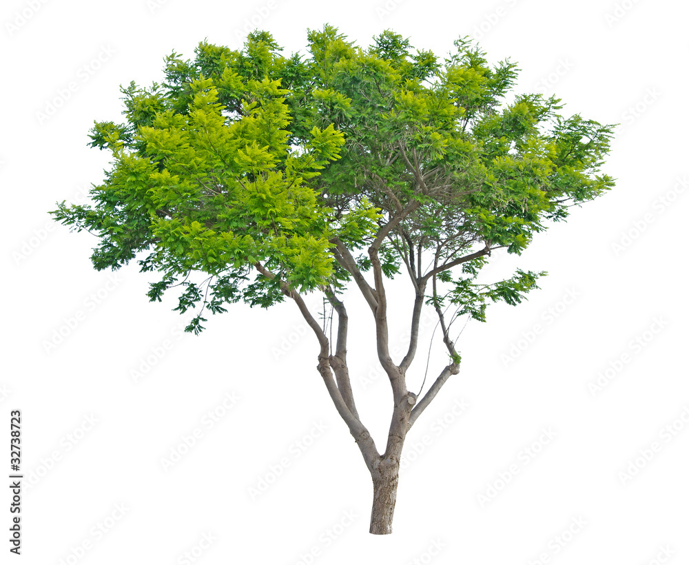 Tree isolated on white background