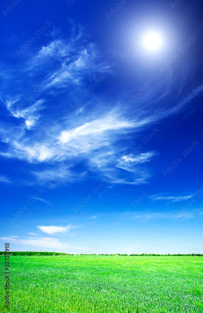 Green wheat and beautiful blue sky with sun. Green wheat and beautiful blue sky with sun.