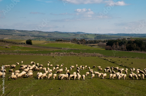 Sheeps in Campidano region at late evening. Sardinia  Italy.