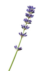 Gartenposter Lavendelblüten Lavendelzweig noch nicht in Blüte  © Georges Lièvre