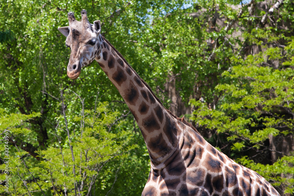 Fototapeta premium Giraffe