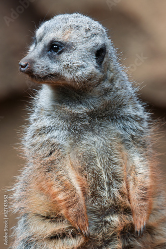 Meerkat
