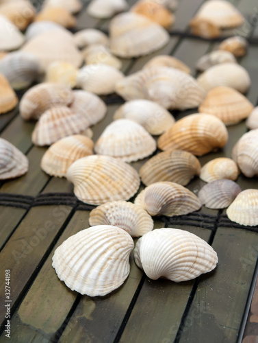 Seashells