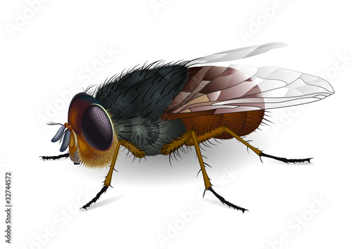 Calliphora augur