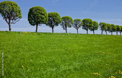 Green field with trees photo