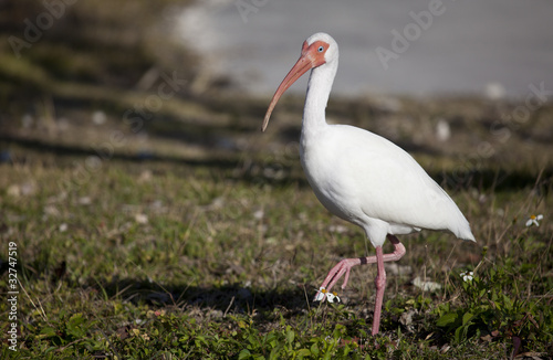 American white ibis (Eudocimus albus), Key Largo, Florida
