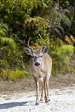 Key Deer - odocoileus virginianus clavium, No Name Key, Florida